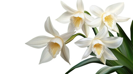 Obraz premium Elegant Orchid Blooms: Capturing the delicate beauty of elegant white orchids in full bloom, showcasing their pristine petals and vibrant yellow centers.