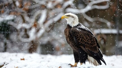 Obraz premium Bald eagle bird animal on the white snow winter natural background. AI generated image