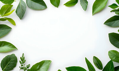 Naklejka premium Fresh Green Leaves Frame with White Space for Text or Design