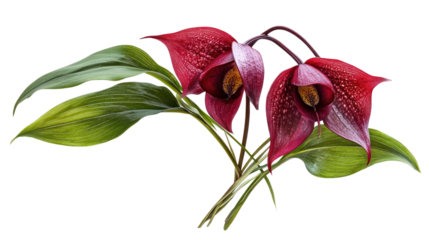 Burgundy Fritillary Blooms: The image showcases the stunning, bell-shaped burgundy fritillary flowers with unique checkered patterns, with a vivid close-up look.