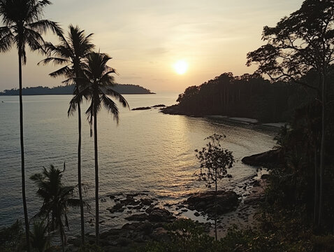 Sunset over tranquil bay, palm trees silhouetted against golden light
