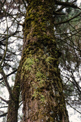 trunk of a tree in the forest