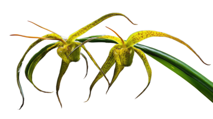 Exotic Orchid Duo: Capturing the unique beauty of a rare orchid with striking yellow and brown speckled petals and delicate, elongated leaves.