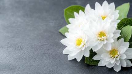 Obraz premium White water lily blossoms with green leaves on a dark grey stone background.