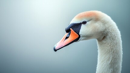 Fototapeta premium Close-up profile of a white mute swan head with an orange beak against a soft blue background.