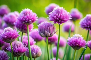 A vibrant field of delicate purple blossoms, showcasing their intricate textures and soft hues in a sunlit meadow