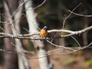 日本の岐阜県、2025年2月：冬の陽を浴びるジョウビタキ、冬の鳥