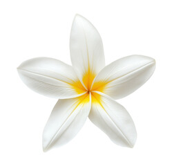 Vanilla flower isolated on transparent background