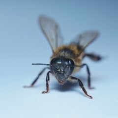 Macro photography of single honey bee, white backdrop, Mahe, Seychelles