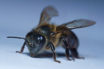 Macro photography of single honey bee, white backdrop, Mahe, Seychelles