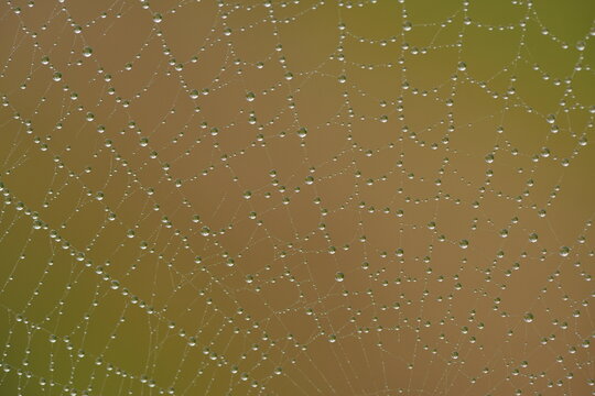 Spider web  1149