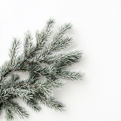 Minimalist winter composition featuring snow-dusted pine branches against a clean white background, perfect for holiday and seasonal designs.