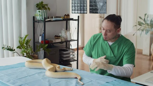 Medium shot of male tattooed veterinarian in medical uniform inspecting yellow python snake in modern clinic