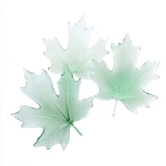 Artistic composition of two translucent maple leaves with intricate vein details, set against a clean white background for a minimalist aesthetic.