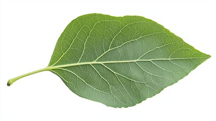 Fototapeta premium Single Green Leaf Detailed Texture Isolated White Background Botany Nature Photography High Resolution Image Perfect for Design Projects Botanical 