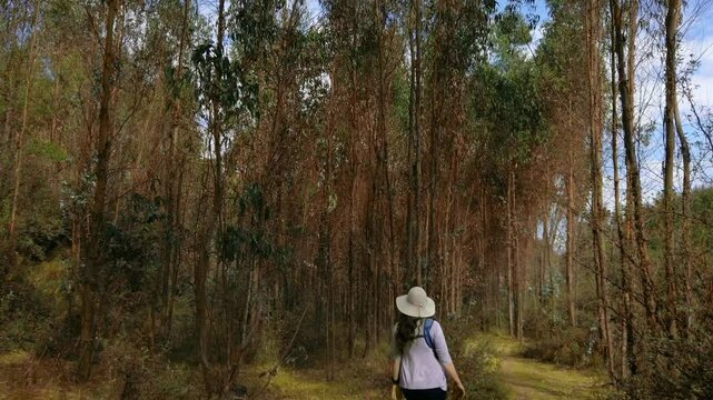 Eucalyptus trees canopy on old inca trail near Cusco. Tilt down reveals caucasian woman traveler walking on remote trail