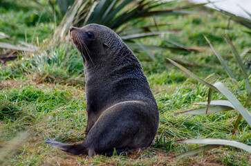 Fototapeta premium fur seal on the grass, New Zealand