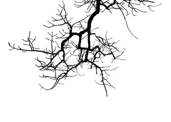 Fototapeta premium Silhouettes of bare tree with branches isolated on white. Black and white vector illustration 