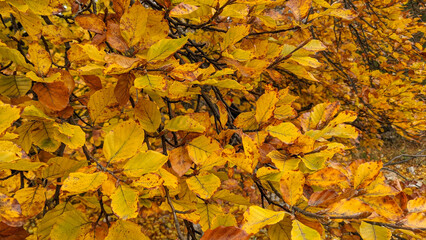 Golden foliage, autumn in New Zealand