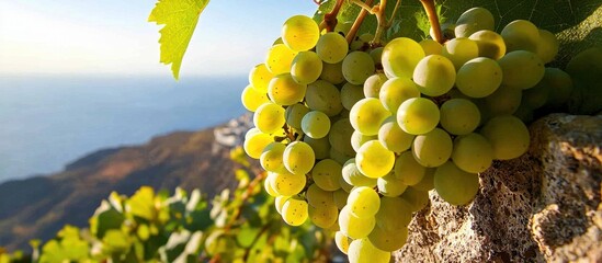 Discover the distinct characteristics of Santorini’s native Assyrtiko wine.