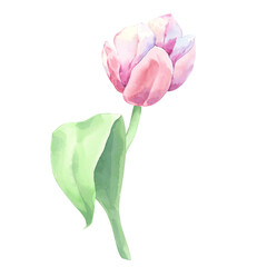 Fototapeta premium Pink tulip on a stem with a leaf. Watercolor