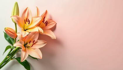 Obraz premium Peach-Lily-Flowers_Pink-Background_Floral-Still-Life