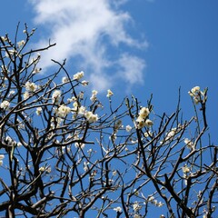 梅の花と青空