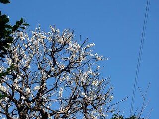 梅の花と青空