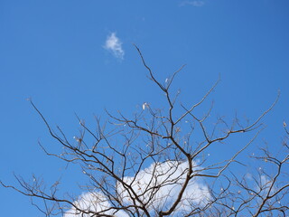 葉の落ちた樹木と青空の風景