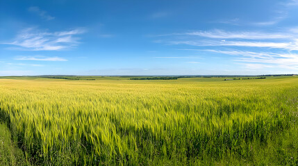 Fototapeta premium Vast Golden Wheat Field Under a Bright Blue Sky with Wispy Clouds and Panoramic View