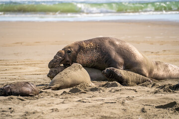 Elephant Seals mating during their breeding season on the California coast