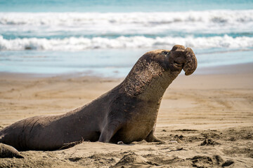 Portrait of a male elephant seal, Drakes Beach, California