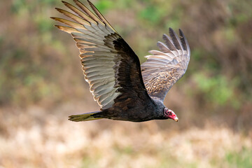Flying turkey vulture (Cathartes aura) with a damaged wing flies in the blue sky. 