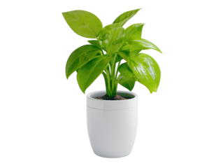 Enhance your home decor with a lush potted plant, simple guide to indoor greenery and vibrant natural beauty