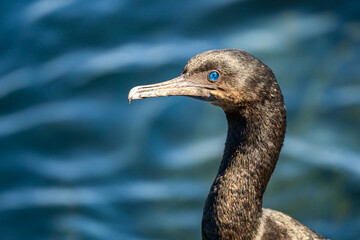 Close-up of Brandt's Cormorant (Phalacrocorax penicillatus) 