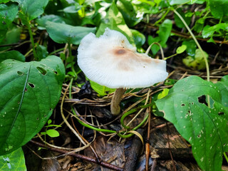 Termitomyces white mushrooms that grow abundantly in certain rainy seasons looks very beautiful near green leaves.