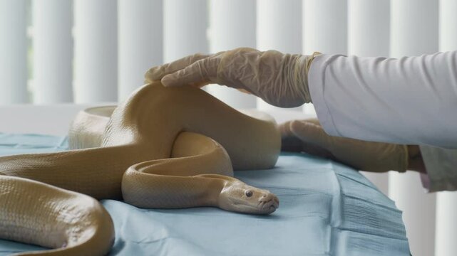 Close up shot of hands of anonymous veterinarian in protective gloves examining big python in clinic