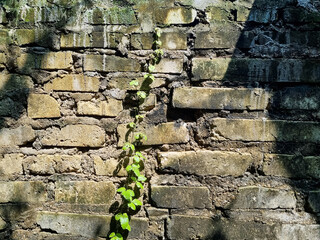 Brick wall pattern surface texture with Ivy plant with leaves shadow in the morning, green creeper...