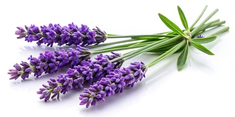 Fototapeta premium Studio-shot lavender bouquet, purple blossoms isolated against a crisp white backdrop; a botanical close-up.