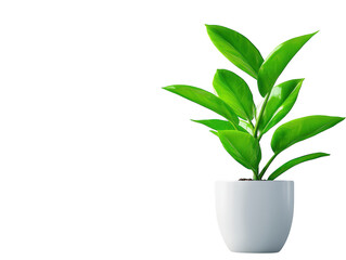 Flourishing small plant in a white pot, touch of greenery for modern home decor