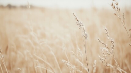 Obraz premium Golden Field Grassy Meadow