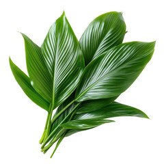 Fresh green leaves, vibrant botanical arrangement with glossy texture and rich color, perfect for nature decor or wellness themes Isolated on white background or PNG