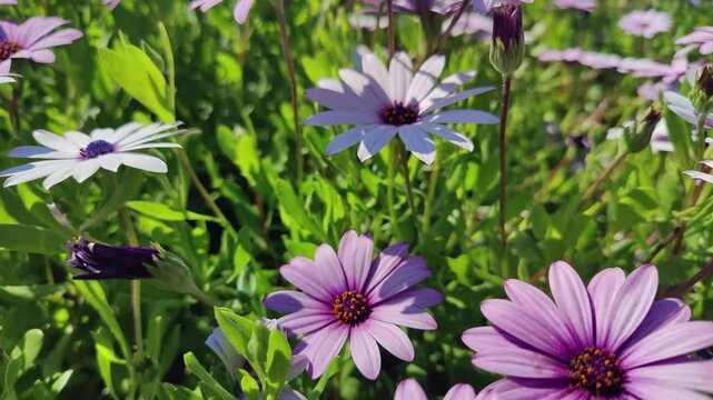 Beautiful Seasonal Flowers with Broad Leaves Herald Spring Footage.