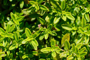 Green leaves of garden plant close-up macro