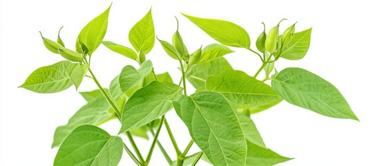 Fototapeta premium Vibrant Green Hyacinth Bean Plant Lush Foliage Young Pods Nature Spring Growth Fresh Healthy Botanical Agriculture Organic Farming Plant Leaves Green 