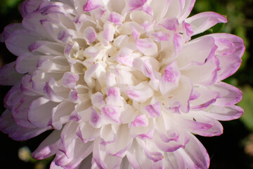 White and pink lush bud of garden plant close-up, macro