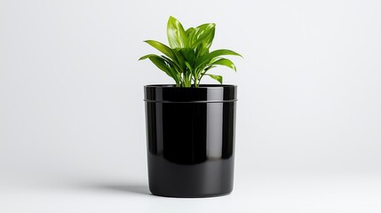 Fototapeta premium Small green plant growing in a glossy black pot against a clean white studio background.