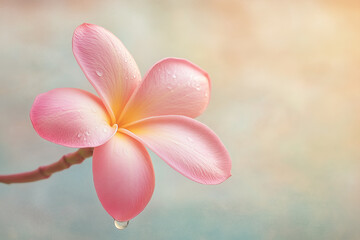 Close-up of a pink frangipani with a water droplet, soft pastel background