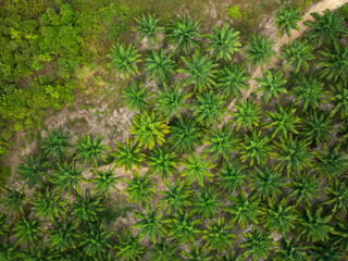 Top view aerial view of fertile oil palms trees,Aerial view of palm plantation at asia Thailand