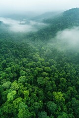 Aerial View of Misty Green Rainforest Canopy